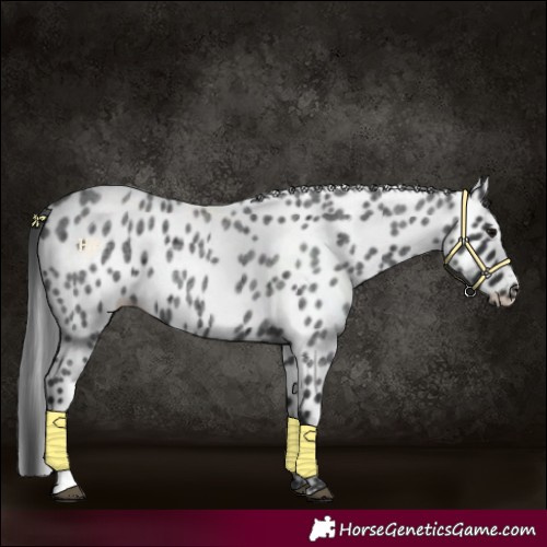 Horse Color:Blue Roan Appaloosa 