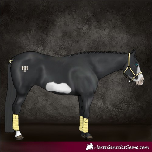 Horse Color:Black Frame