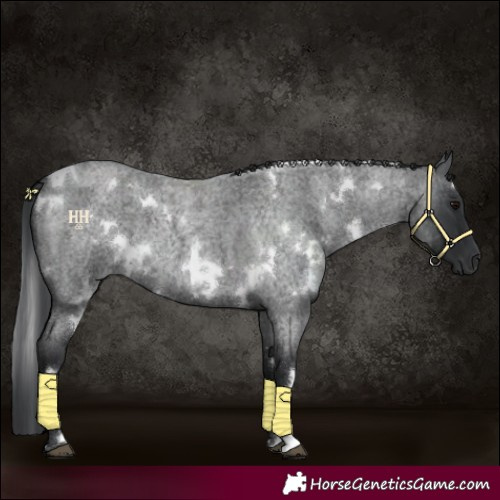 Horse Color:White Spotted Blue Roan 