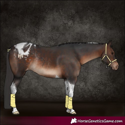 Horse Color:Brown Tobiano Appaloosa Rabicano