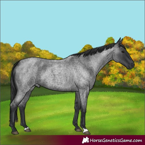 Horse Color:Blue Roan 