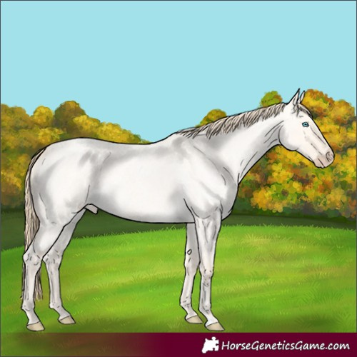 Horse Color:Perlino Roan Dun 