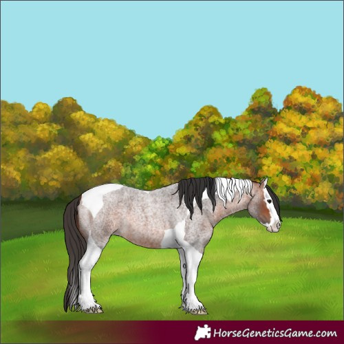 Horse Color:Bay Roan Splash Tobiano 
