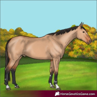 Horse Color:Bay Dun 