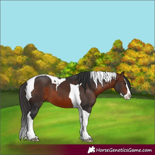 Horse Color:Brown Splash Tobiano 