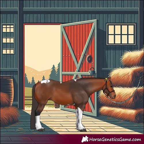 Horse Color:Bay Tobiano 