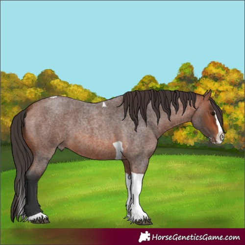 Horse Color:Bay Roan Splash Tobiano 