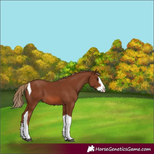 Horse Color:Unknown 