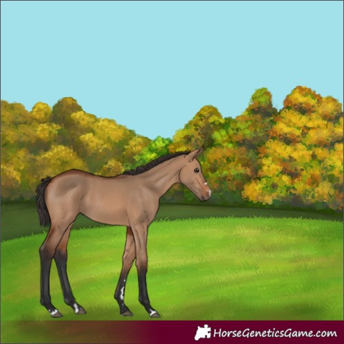 Horse Color:Bay Dun 