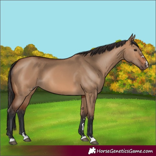 Horse Color:Bay Dun