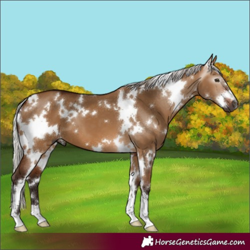 Horse Color:Gray White Spotted Silver Bay Dun