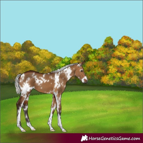 Horse Color:Gray White Spotted Silver Bay Dun 