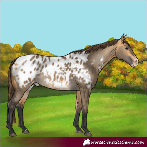 Horse Color:Buckskin Dun Blanket
