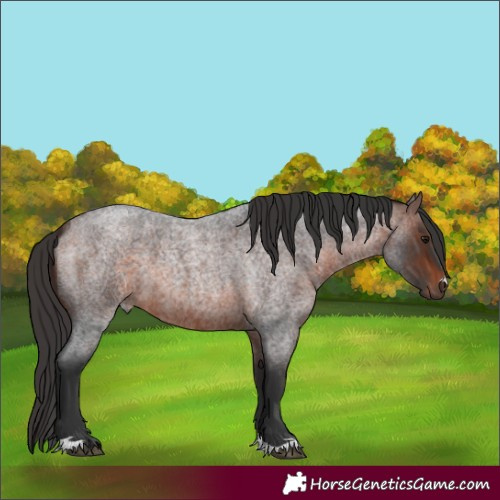 Horse Color:Brown Roan 