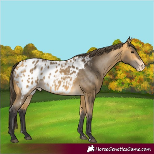 Horse Color:Buckskin Blanket 