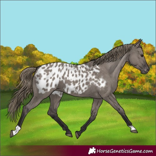 Horse Color:Smoky Grullo Blanket