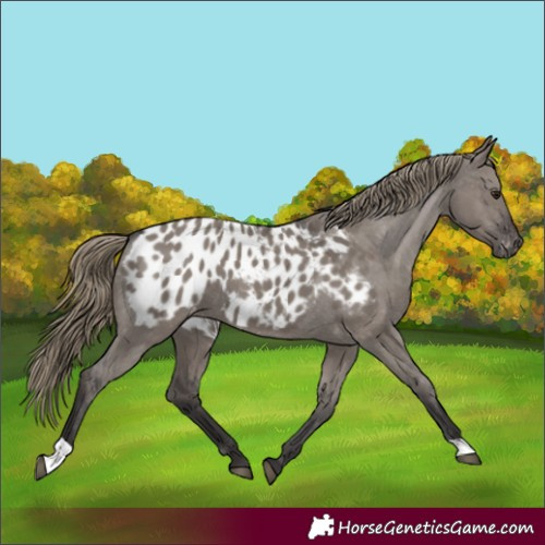 Horse Color:Smoky Grullo Appaloosa 