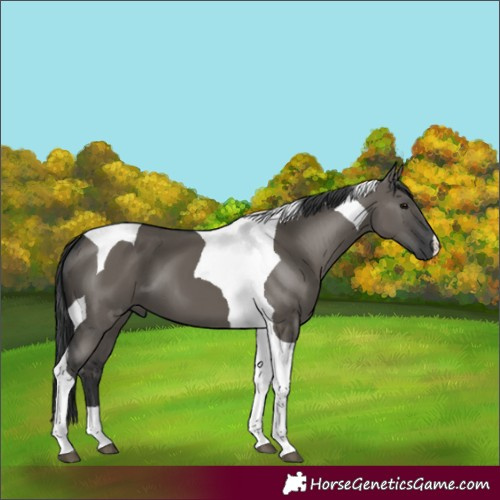 Horse Color:Grullo Tobiano