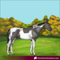 Horse Color:Grullo Tobiano