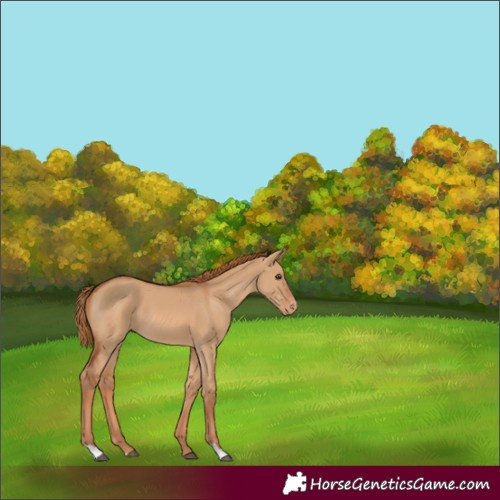 Horse Color:Red Dun Appaloosa 