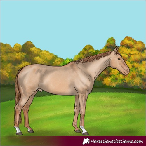 Horse Color:Red Dun Varnish 