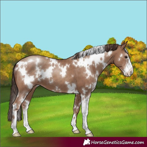 Horse Color:White Spotted Classic Champagne Sabino