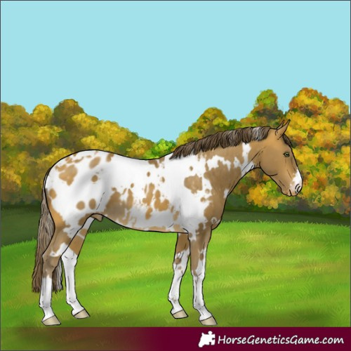 Horse Color:White Spotted Sable Cream Champagne Appaloosa 
