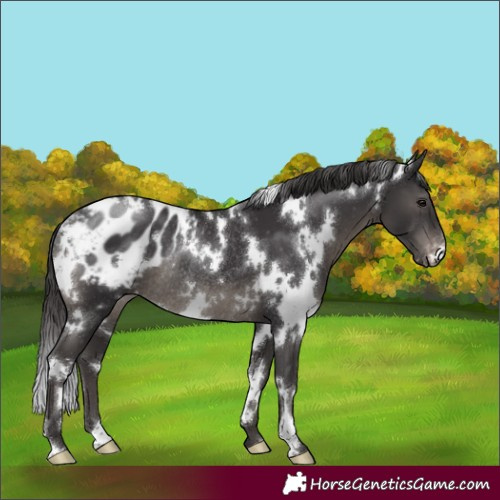 Horse Color:White Spotted Smoky Black Appaloosa Rabicano