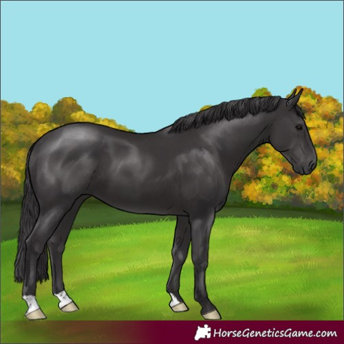 Horse Color:Smoky Black 