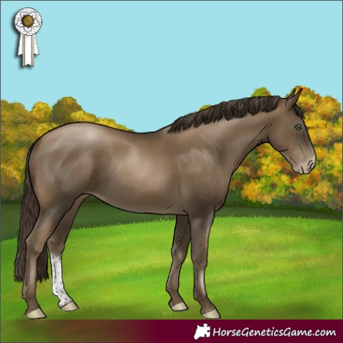 Horse Color:Gray Smoky Black Pearl Sabino Rabicano 