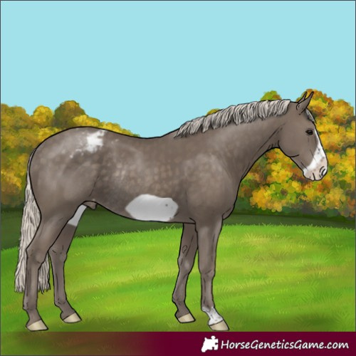 Horse Color:Silver Smoky Black Frame Appaloosa Rabicano