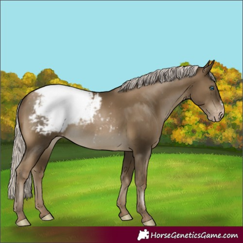 Horse Color:Gray Silver Smoky Black Pearl Frame Appaloosa Rabicano 