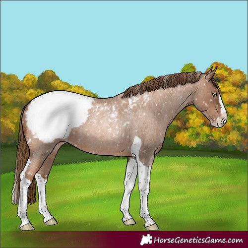 Horse Color:Liver Red Roan Pearl Splash Tobiano Appaloosa 