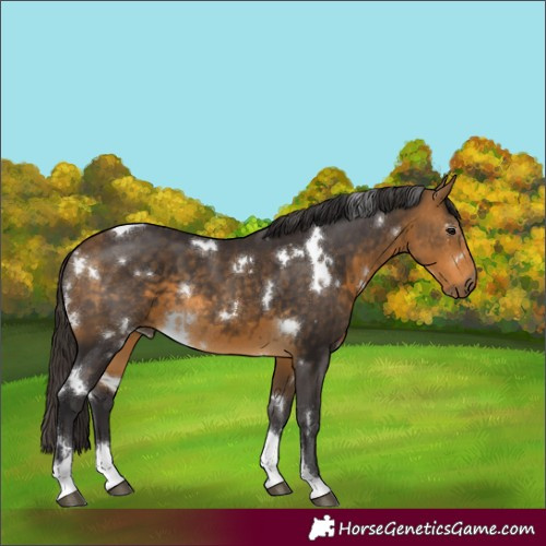 Horse Color:White Spotted Buckskin Tobiano Rabicano