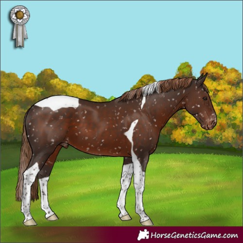 Horse Color:Liver Chestnut Tobiano Appaloosa 