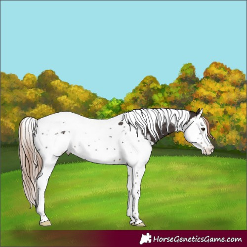 Horse Color:Liver Chestnut Splash Tobiano Appaloosa Rabicano 