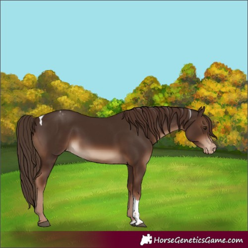 Horse Color:Liver Chestnut Tobiano Appaloosa Rabicano