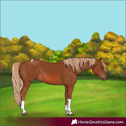 Horse Color:Chestnut Tobiano Rabicano 