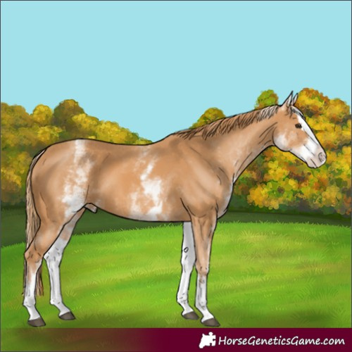 Horse Color:White Spotted Chestnut Splash 