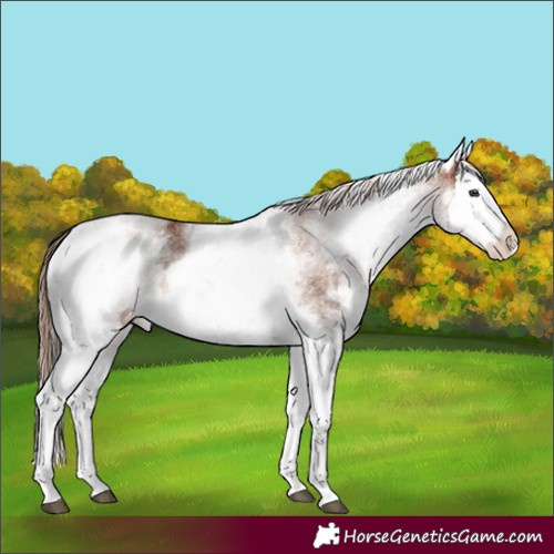 Horse Color:White Spotted Chestnut Splash 
