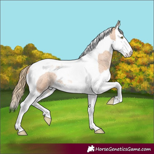 Horse Color:Gold Champagne Roan Splash Tobiano 