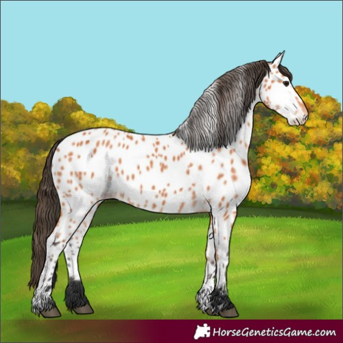 Horse Color:Bay Appaloosa 