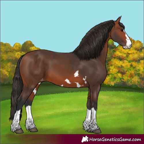 Horse Color:Bay Appaloosa 