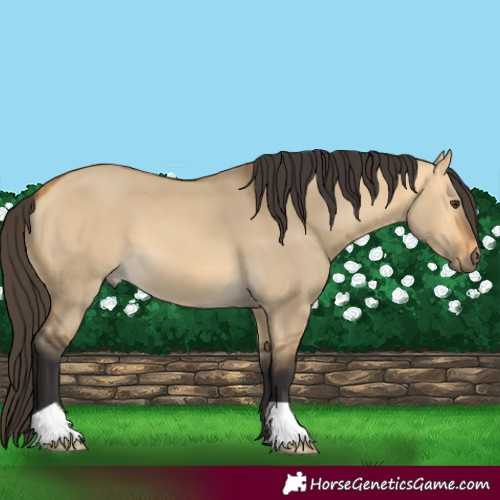 Horse Color:Buckskin Dun 
