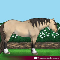 Horse Color:Buckskin Dun