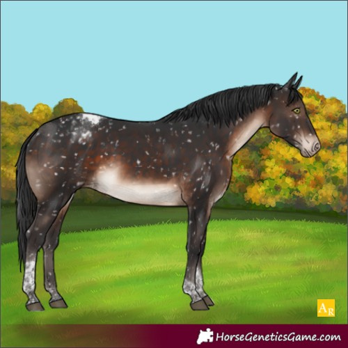 Horse Color:Brown Mushroom Tobiano Appaloosa 