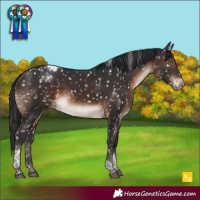 Horse Color:Brown Mushroom Tobiano Appaloosa 
