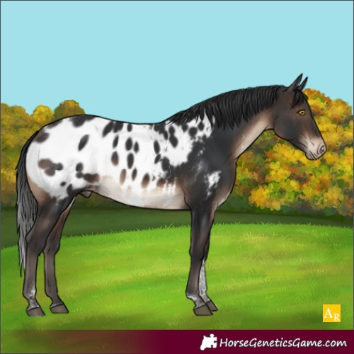 Horse Color:Brown Tobiano Appaloosa