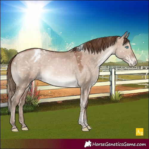 Horse Color:Brown Pearl Dun Mushroom Tobiano Appaloosa Rabicano 