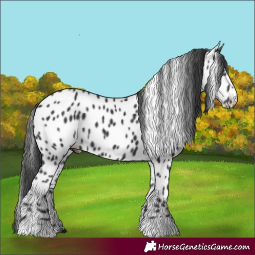 Horse Color:Black Appaloosa 